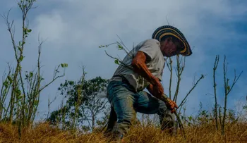 ¿Por qué Colombia no alcanzará a cumplir la meta de erradicar 50.000 hectáreas de cultivos de coca?