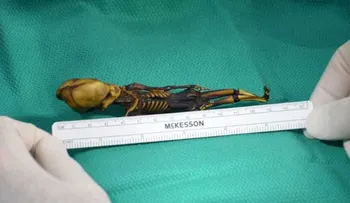 Se resuelve el misterio del increíble esqueleto minúsculo de Atacama