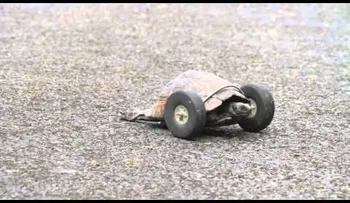 Video: salvan la vida a una tortuga discapacitada usando un par de ruedas