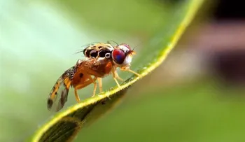  La mosca de la fruta ofrece una alternativa a los programas de reconocimiento 
