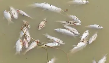 Cientos de peces mueren de forma extraña en Laguna Redonda, Miches