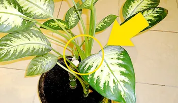¡Mucho Cuidado: Esta planta puede quitarle la vida a un niño en un 1 minuto