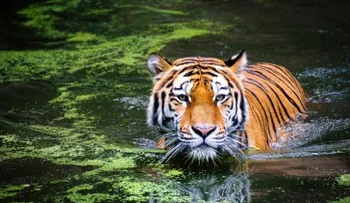 Un policía se queda en "estado de schock" al ver estatua de un tigre