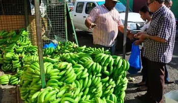 Comerciantes preocupados por altos precios de comidas