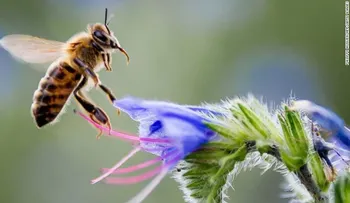 Mariposas, abejas y escarabajos: varios polinizadores están peligro de extinción, advierte un estudio
