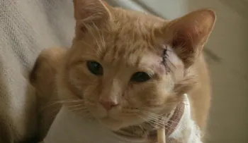 Un gato heroico recibe balazo y salva a un niño