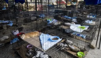 Más de 700 mascotas rescatadas tras los terremotos en Venezuela esperan adopción en refugio de La Guaira