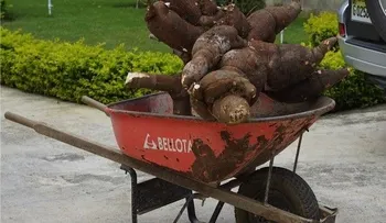 Cosechan plantón de yuca de 144 libras en Valverde   