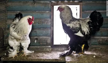 El video del pollo enorme no es falso, pero es aterrador