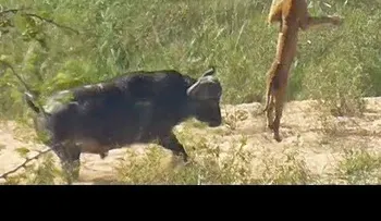 Búfalo salva culebra de las garras de un león