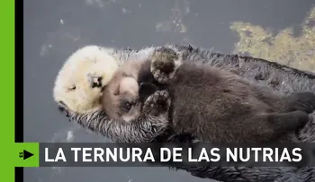 La ternura de las nutrias te derretirán
