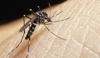 ¡Alerta! 10 datos que debes saber sobre el virus del Zika