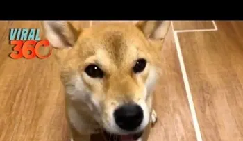 Arrasa en internet el perro que aprendió a hablar japonés