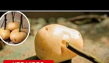 Coloca el tallo de una rosa en una batata, lo que sucede al otro día es asombroso!!!