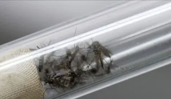 Confirman la tercera muerte por causa del virus Zika en Brasil