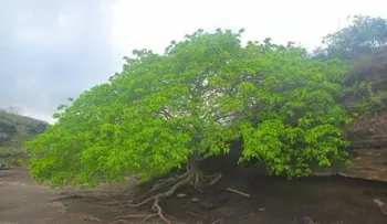 El árbol que puede matarte sólo con acercarte