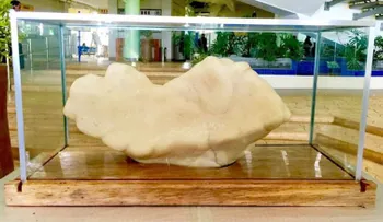 Esta enorme perla pesa 34 kilos, valdría 100 millones de dólares y estuvo bajo una cama durante 10 años
