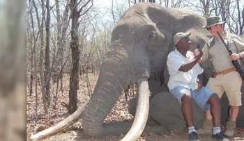 La caza de un enorme elefante en Zimbabwe fue legal, pero ¿acaso fue algo ético?