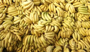 Los plátanos, en peligro de extinción: Un hongo mortífero amenaza los cultivos