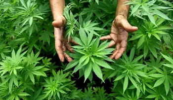Confirmado!. La marihuana mata células cancerígenas