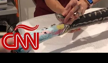 Impresionante video de una pitón, a quien sacaron una toalla de su estómago 