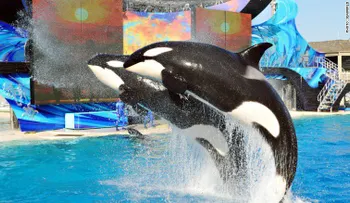 SeaWorld eliminará espectáculo con orcas en su parque de San Diego