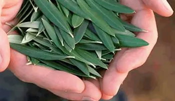 Esta simple hoja evita derrame cerebral, hipertensión, diabetes, alzheimer y más