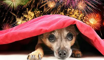 Qué hacer si tu perro le teme a la pirotecnia