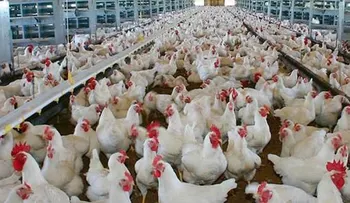 La FDA finalmente admite pollo contiene arsénico causa cáncer
