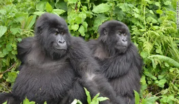 5 reglas comunes, pero ignoradas, para mantener a los niños a salvo en el zoológico