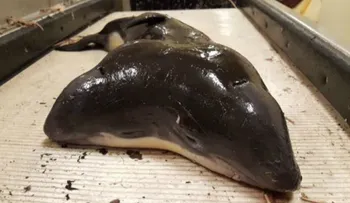 Hallazgo de marsopa de dos cabezas sorprende y entristece a los científicos