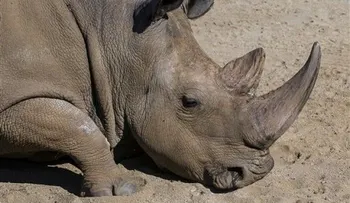 Muere raro rinoceronte blanco en California 