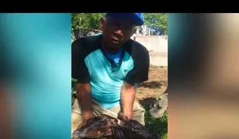 Fernando Villalona; su vaca parió una becerra con 2 cabezas