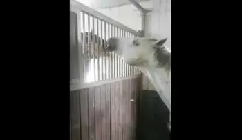 Este caballo no comía y sus dueños alucinaron al descubrir la razón (Video) 