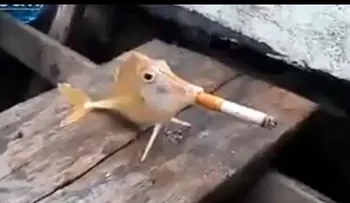 Video: Un grupo de pescadores obligan a un pez a "fumar"