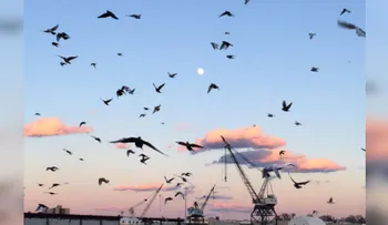 Miles de palomas con luces en sus patas iluminaron el cielo de Nueva York