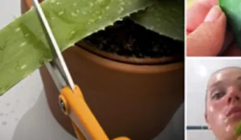 Por que no me lo dijeron antes: Si frotas aloe vera en tu rostro a lo 15 minutos quedarás enamorada