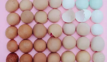 La psicología de la pornografía de la organización: ¿por qué sientes placer con estas imágenes?