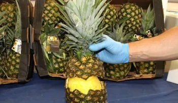 Incautan en España cocaína oculta en cargamento de piñas procedente de Costa Rica