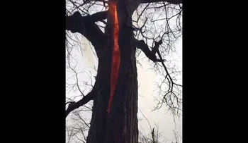 Un árbol diabólico que solo arde por dentro