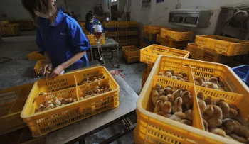 China detecta el primer contagio de gripe aviar H10N3 en humanos