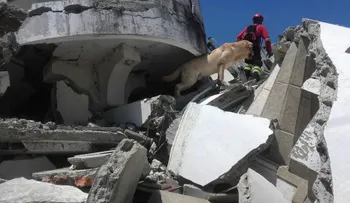 Muere un perro rescatista que buscaba supervivientes del terremoto en Ecuador