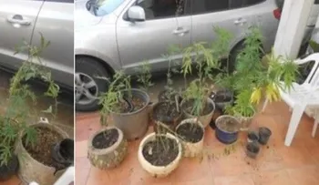 La DNCD desmantela un  vivero de marihuana en comunidad de La Victoria