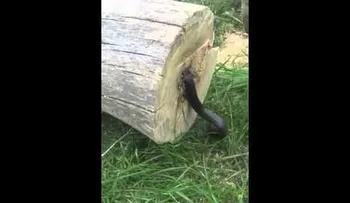 Corta un árbol y se encuentra dentro una sorpresa (IMÁGENES EXPLÍCITAS)