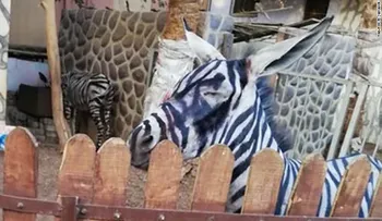 ¿Una cebra o un burro? Acusan a zoológico de querer dar gato por liebre a visitantes