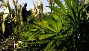 Enferman 221 por marihuana sintética en Colorado