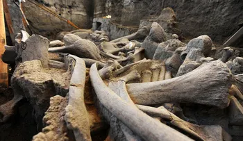 Mamut encontrado en México podría aportar evidencia sobre humanos primitivos en ese país