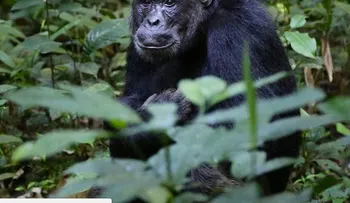 El espeluznante motivo por el que las chimpancés huyen lo más lejos posible para dar a luz