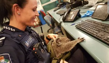 Arrestan a una mujer que llevaba un koala bebé en su equipaje