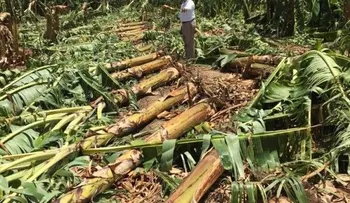 Osmar Benítez agradece apoyo tras tornado destruir su finca de plátanos 